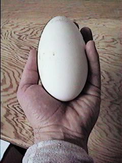Goose egg in hand